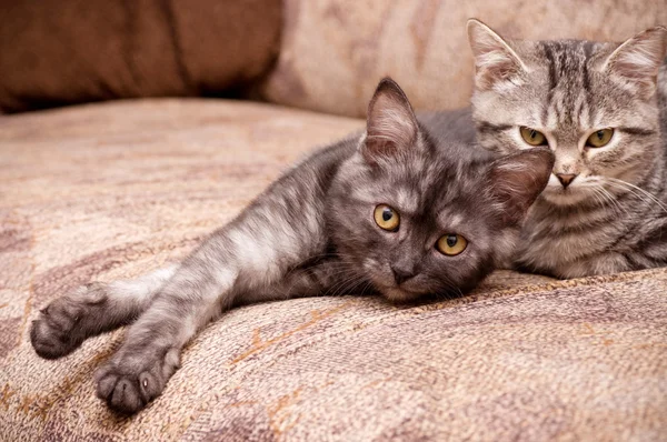 Beautiful Scottish young cats — Stock Photo, Image