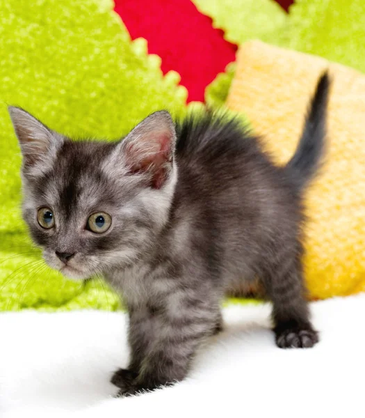 Beautiful Scottish young cat — Stock Photo, Image