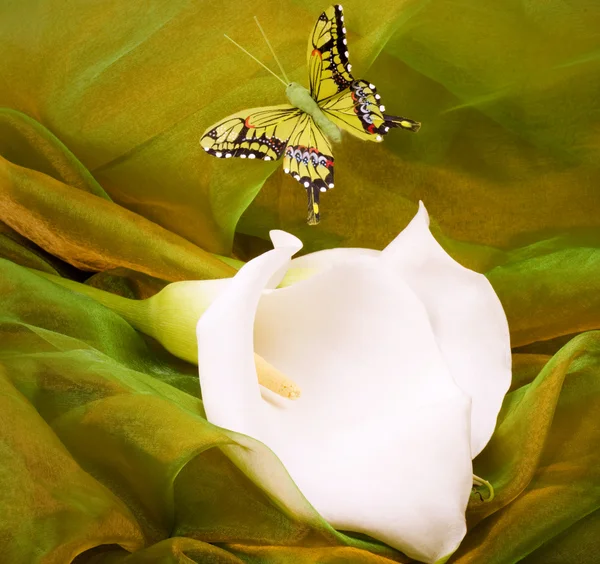 White lilly and colored butterfly — Stock Photo, Image