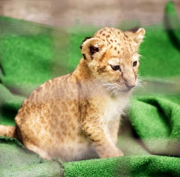 Ребенок леопарда сидит на зеленом ковре — стоковое фото
