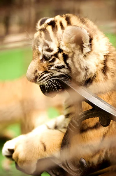 Petit tigre sur un banc — Photo