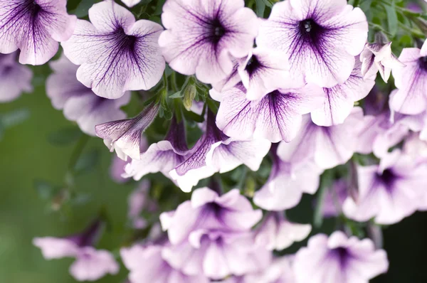 Flores violetas primer plano —  Fotos de Stock