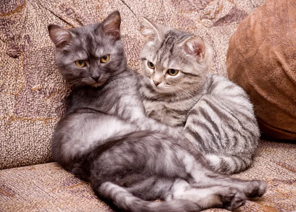 Два котенка на диване — стоковое фото