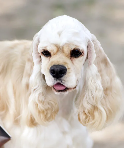 Cocker spaniel patrząc na kamery — Zdjęcie stockowe