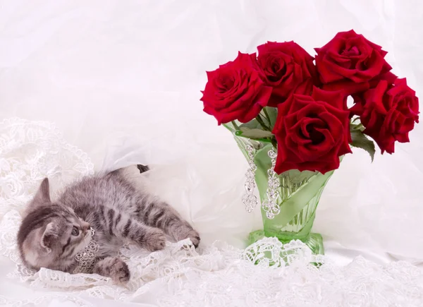 Αφράτο χρωματιστό γατάκι με κόκκινα τριαντάφυλλα — Φωτογραφία Αρχείου