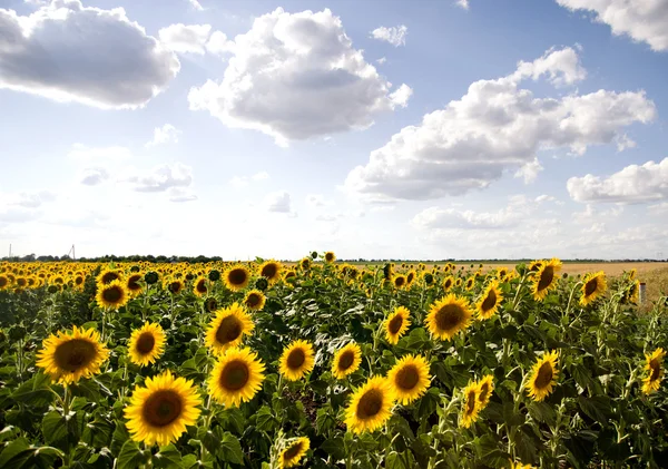 Champ de tournesol — Photo