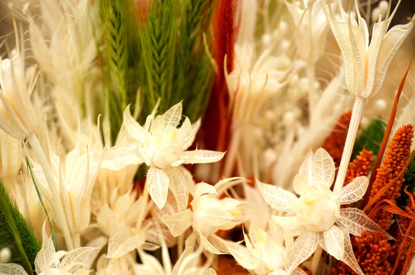 Various dried flowers — Stock Photo, Image