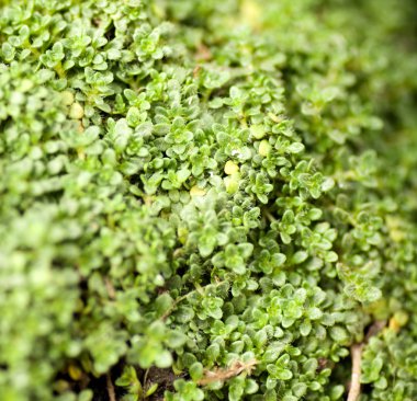 Bahar çiçek bahçesi arka plan