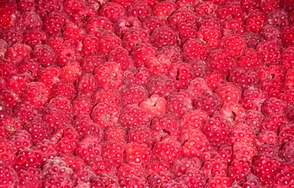 Red fresh raspberry background — Stock Photo, Image