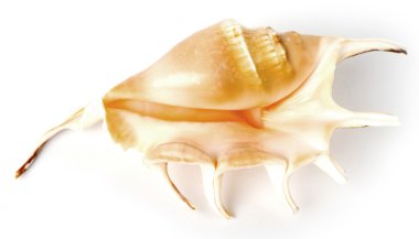 güzel egzotik deniz hayvanı kabuğu