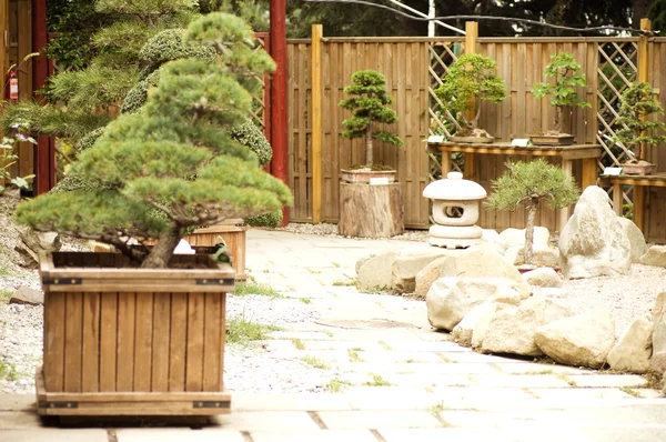 Bellissimo cortile con alberi di bonsai — Foto Stock