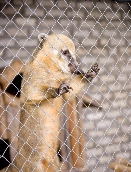 Güney Amerika coati (Nasua nasua) — Stok fotoğraf