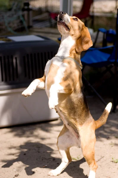 Beagle — Stock Photo, Image