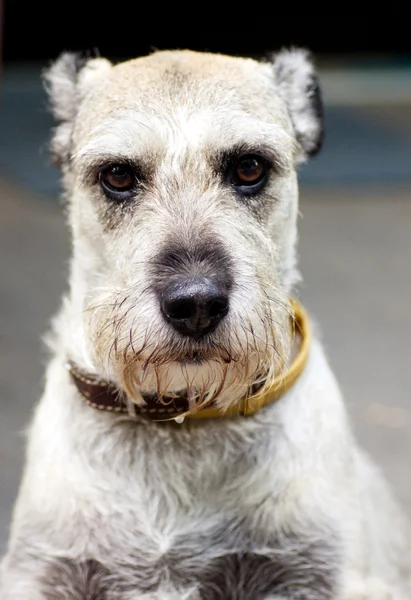 Skotsk terrier — Stockfoto