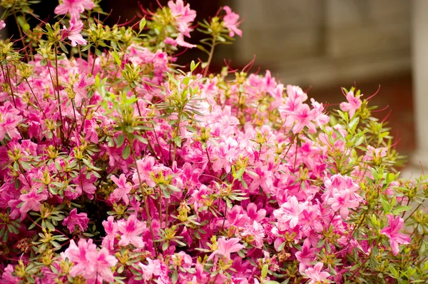Spring flower garden background — Stock Photo, Image