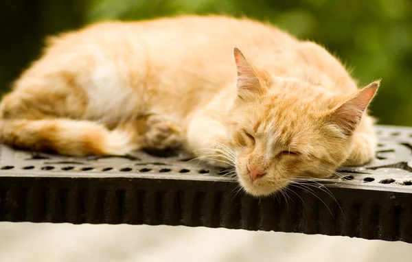 Red cat sleeps on a bench in park — Stock Photo, Image