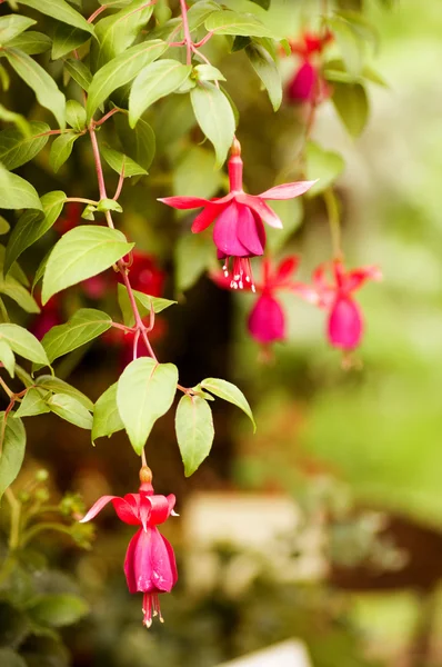 Rosa Blüten — Stockfoto