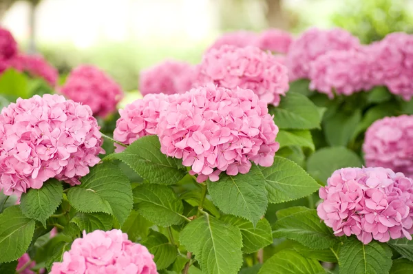 Flowers. Close up photo — Stock Photo, Image