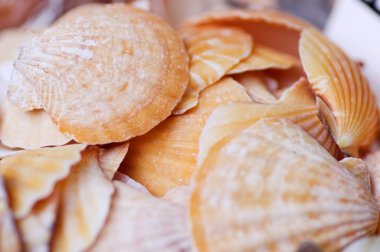 Deniz kabuğu toplama