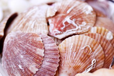 Deniz kabuğu toplama