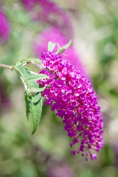 Beautiful violet flowers in the park — Stock Photo, Image