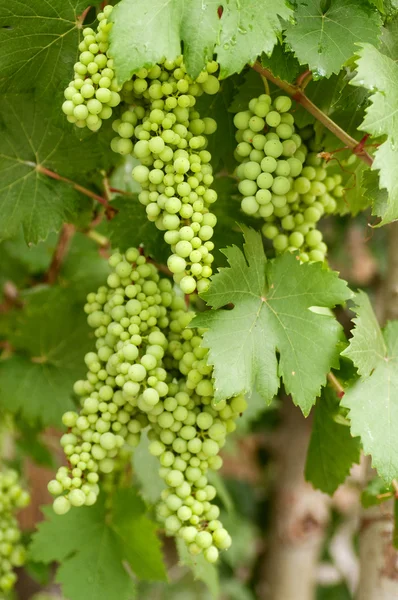 Green grapes on vine — Stock Photo, Image