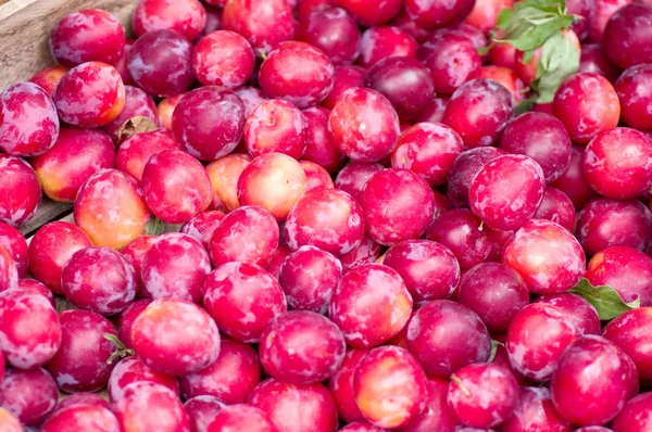 Plum harvest texture for background — Stock Photo, Image