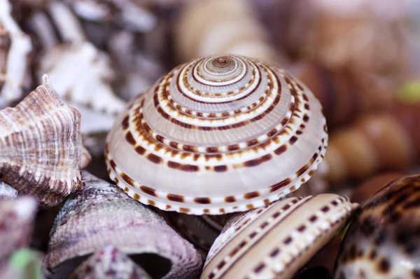 Seashell collection — Stock Photo, Image