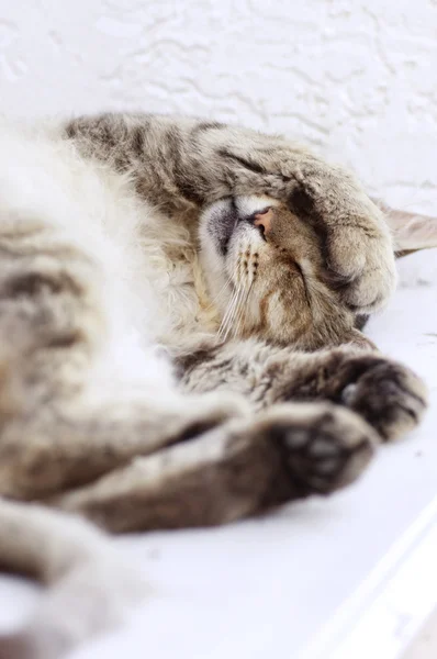 美しいホームレス猫 — ストック写真