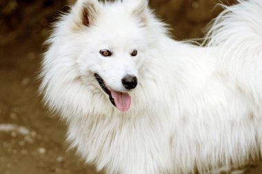 White dog portrait