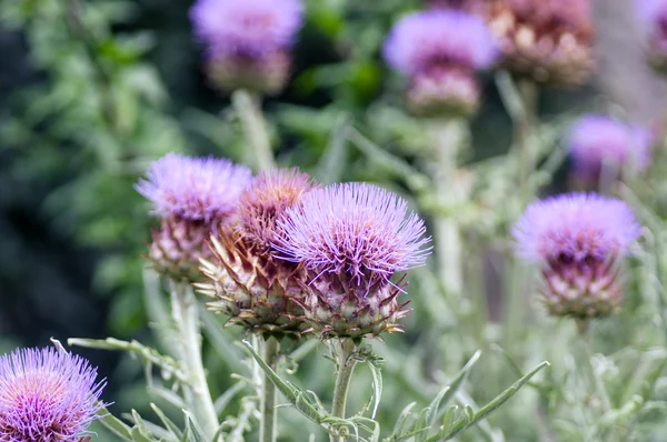 Thistle bloem — Stockfoto