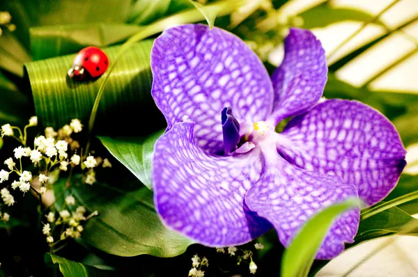 Beautiful violet flower — Stock Photo, Image