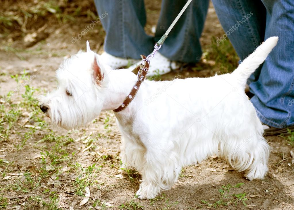 White dog on a leash