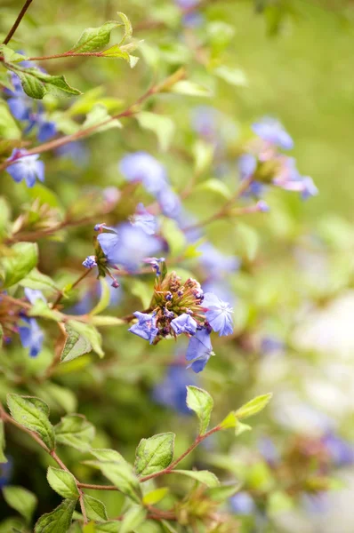 Красиві пурпурні та сині квіти — стокове фото