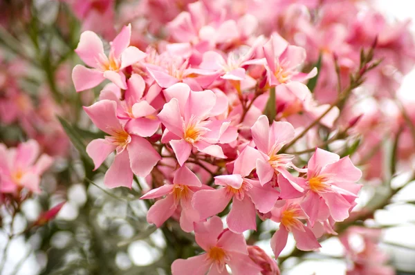 Schöne rosa Blüten — Stockfoto