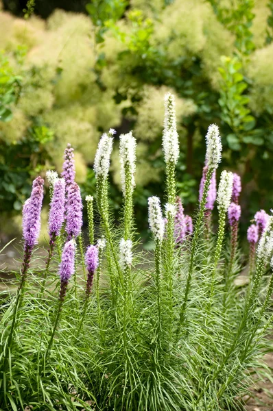 Hermosas flores violetas —  Fotos de Stock