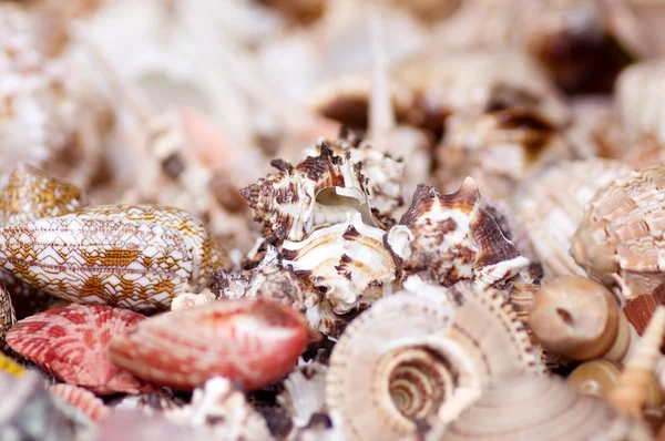 Seashell collection — Stock Photo, Image