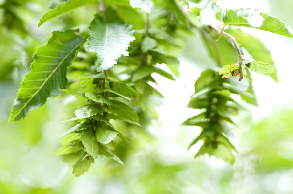 Zelené listy strom — Stock fotografie