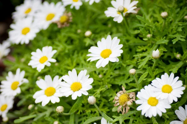 Camomile daisy flowers — Stock Image Camomile daisy flowers Stock Picture