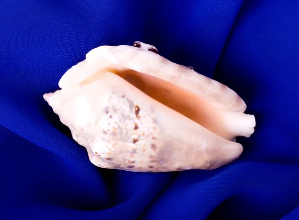 Beautiful exotic shell on blue background — Stock Photo, Image