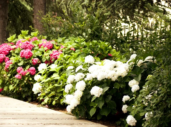 Pathway to garden — Stock Photo, Image