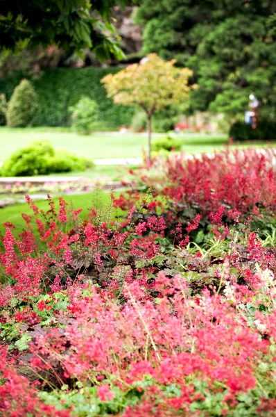 赤とピンクの花 — ストック写真