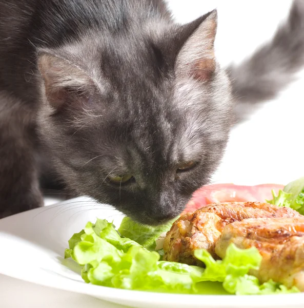 Tavuk kanatları yerken güzel genç kedi — Stok fotoğraf