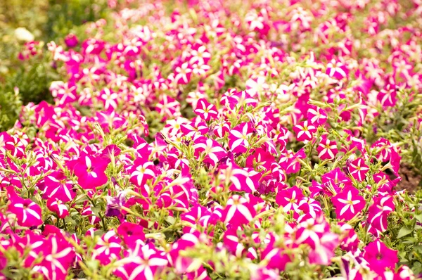 Schöne rosa Blüten — Stockfoto