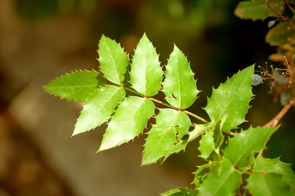 Groene planten in park — Stockfoto