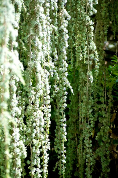 Green plants in park — Stock Photo, Image