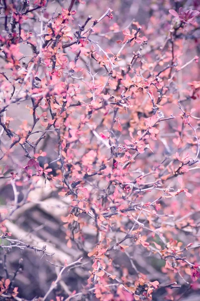 すみれ色の植物公園 — ストック写真