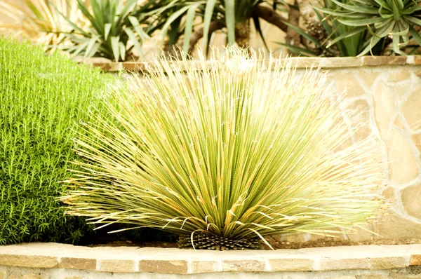 Groene planten in park — Stockfoto