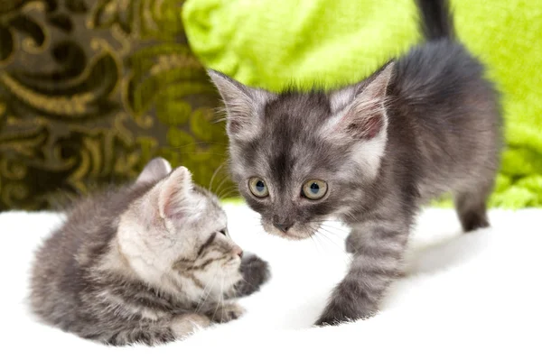 Young cats — Stock Photo, Image