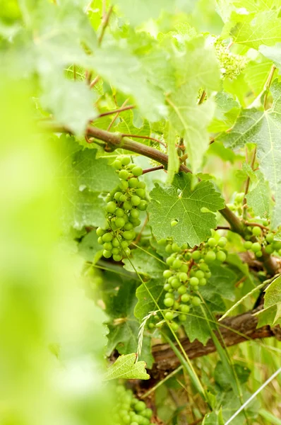 Gröna druvor på vinstockar — Stockfoto